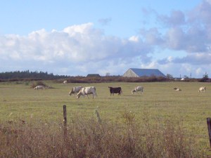 moo neighbors
